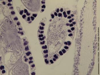 V003a 100x.JPG